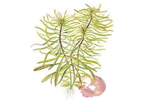Hoàng Thái Dương - Ludwigia inclinata var verticillata